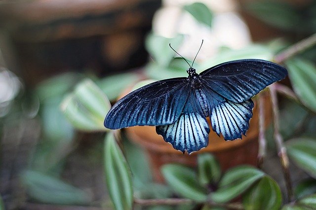 butterfly-1278820_640